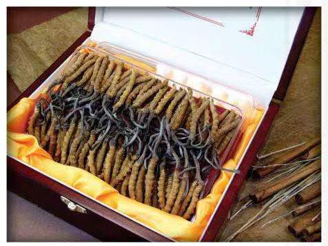 奎屯冬虫夏草回收